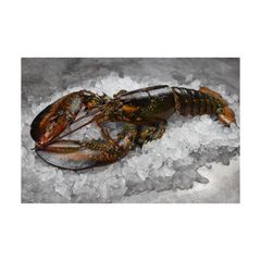 Factory price Canadian whole raw lobster UHP offered for wholesale sourcing programs - Image 3