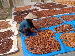 Nutmeg - Image 3