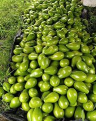 Farm Fresh Avocado Ripe Green Fruit With Smooth Texture And Delicious Flavor For Healthy Eating And Kitchen Preparation - Image 1