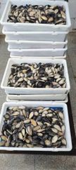 Good Quality Size 8-10CM Frozen Half Shell Mussel Style FROZEN Packaging Box Weight (kg) 1kg Brand Name Healsea Shelf Life 24 - Image 4