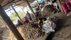 FRESH GINGER - Image 1