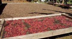 Arabica Green bean Coffee – product photo 4, product detail gallery