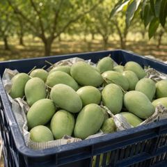 Fresh Mango - Image 4