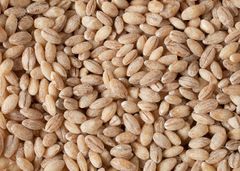 Barley - Image 1