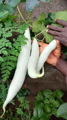 Fresh snake groud - Image 1