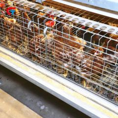 Chicken Multi Layer Automatic Manure Cleaning Feeding Poultry Farm Cage - Image 5