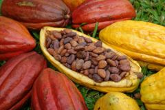 Sri Lanka Organic Dry Cocoa Beans – product photo 3, product detail gallery