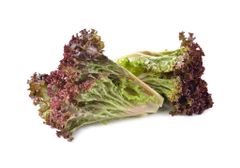 Red Lollo Rosso Lettuce Color Red Grade Premium Flavor Slightly Bitter Texture Delicate And Frilly Appearance Visually Stunning - Image 1