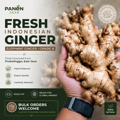 Fresh Ginger (Elephant Ginger) From Probolinggo, Indonesia - Image 1