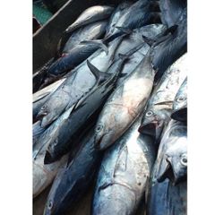 FRESH TUNA FISH /SKIPJACK TUNA/YELLOW - Image 1