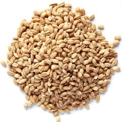 Top Quality Barley Grain Wholesale Bulk Packaging High Freshness For International Buyers - Image 5