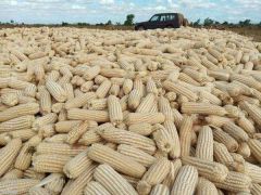 Yellow  Yellow Corn Yellow Product Name Corn Type Corn (Maize) Use Chicken feed, Livestock Flavor Natural taste - Image 2