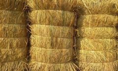 Cattle feed - Image 1