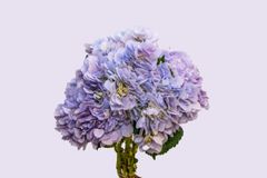 fresh chrysanthemus - Image 3