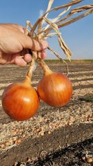 Fresh Onion – product photo 1, product detail gallery
