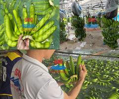 Vietnam Fresh Cavendish Banana Direct From Farm, Bulk Export, Reliable Supplier – product photo 2, product detail gallery