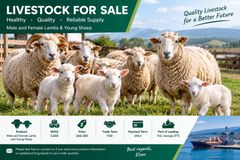 I’m selling livestock both male and female lambs and young sheep. - Image 1