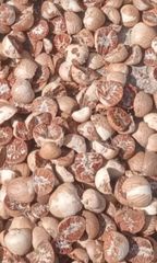 Betel nut Split 90-95% – product photo 3, product detail gallery