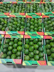Avocado - Image 1