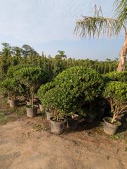 Semi ficus football shaped available for export big stock available like ficus nitida and panda ficus - Image 3
