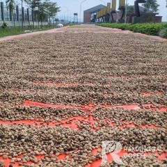 Indonesia Java Preanger Arabica Green Coffee Beans – product photo 4, product detail gallery