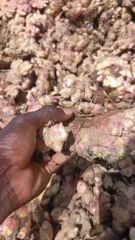 Ginger - Image 1