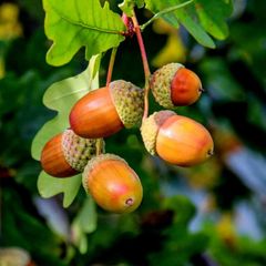 Fresh Acorns Whole Seeds Natural Forest Product Rich In Fiber Smooth Texture Ideal For Traditional Food Use Animal Feed And Bulk Supply Buy Now Fast Delivery Premium Quality Wholesale – product photo 5, product detail gallery