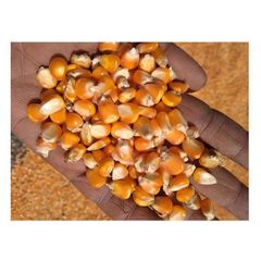 Common Cultivate Poultry Feed Yellow Corn Suppliers Yellow Maize for Animal - Image 5