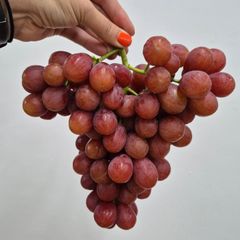 Best Quality Starlight Seedless Grapes for sale!! Class 1 Export Quality Red Seedless Grapes from South Africa – product photo 1, product detail gallery