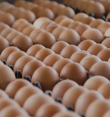 Wholesale Fresh Brown Eggs Distribution - Image 5