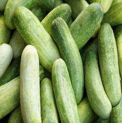 Fresh Cucumber – product photo 1, product detail gallery