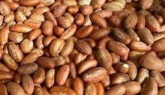 Premium Bitter Kola (Garcinia Kola) – Large Dried Nuts, Cameroon Origin | Bulk Wholesale - Image 5