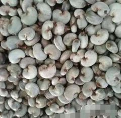 Raw  Cashew Nuts – product photo 1, product detail gallery