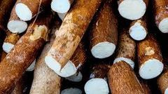 Cassava/Tapioca – product photo 1, product detail gallery