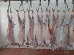 Mutton beef Protein 18–21% Moisture 65–70% Meat Type Mutton Fat 2–8% (by Cut) Ash (minerals) 1–2% Energy 130–180 Kcal Cholesterol 70–80 - Image 1