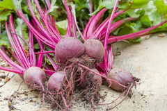 Organic Fresh Beet Roots Natural Red Beetroot Healthy Vegetable Bulk Wholesale Supplier - Image 2