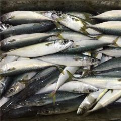 New Land Fish Pacific Mackerel (25cm+) Gw 10kgs Nw 9.5kgs Model NO. M Style Whole Origin China Processing Bqf Packing Way - Image 5