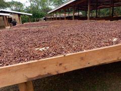Premium Cocoa Beans – Kisangani Region (Tshopo Province) – product photo 3, product detail gallery