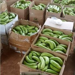 High Quality Fresh Banana - Green Cavendish Banana for China, EU, Japan, USA Market – product photo 5, product detail gallery