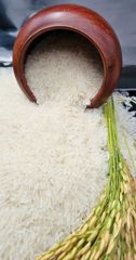 Cambodian Jasmine Rice 5% Broken – product photo 2, product detail gallery