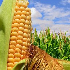 frozen sweet corn kernels IQF Frozen Grain Waxy Glutinous Colorful Organic Corn Cob - Image 5