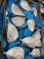 Frozen Moonfish Frozen Seafood Sea Frozen Fish - Image 2