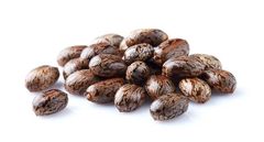 Castor Seed Grade Comertial, Hybrid Castor - Image 2