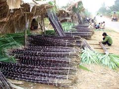 Vietnam Fresh Sugarcane Frozen for Exporting - Image 5