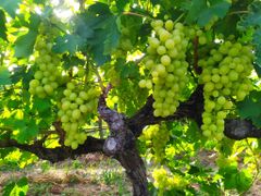 grape - Image 4