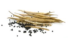 Premium Canola Seed For Modern Farming High Yield Crop Production With Clean Grains Suitable For Oil Processing - Image 4