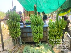 Fresh G9 Cavendish Banana from India – product photo 1, product detail gallery
