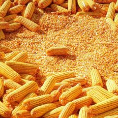 Brazil Yellow Corn for Animal Feed - Wholesale Best Price - Image 1