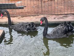 Exotic birds peacocks emus vulturine gunea fowls ostrich - Image 4