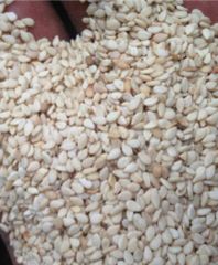 Sesame Seed Origin Nigeria Purity 95 To 98 Percent Moisture Content 5 Percent Oil Content 40 To 45 Percent Color Clean White / Milky - Image 1